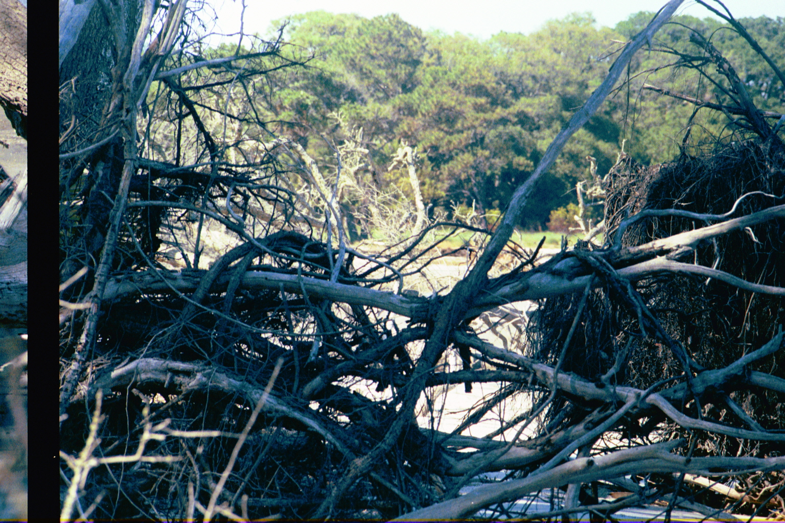 Boneyard — Ossabaw Island